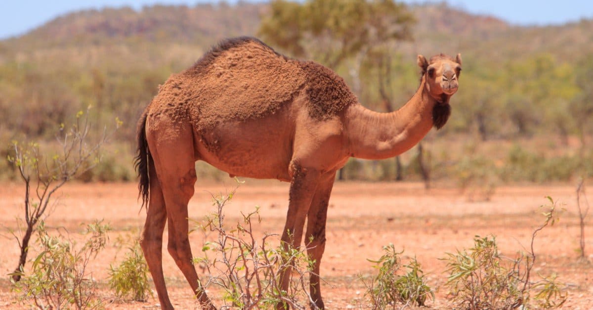 What Animals Eat Shrubs In The Desert