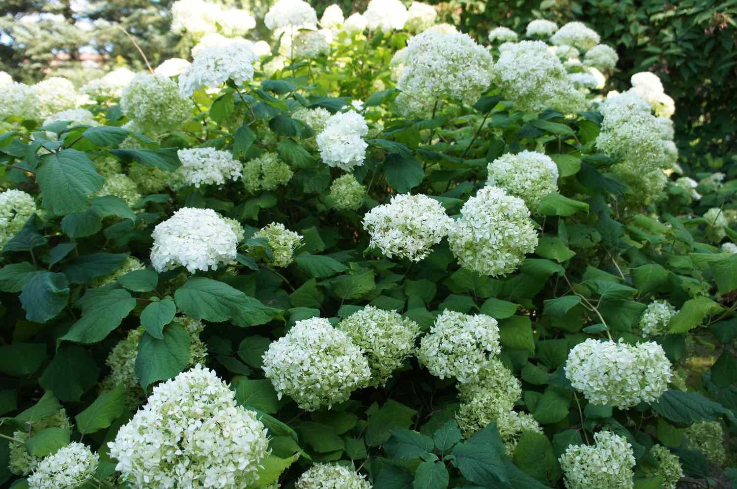 What Are The Best Low Growing Shrubs