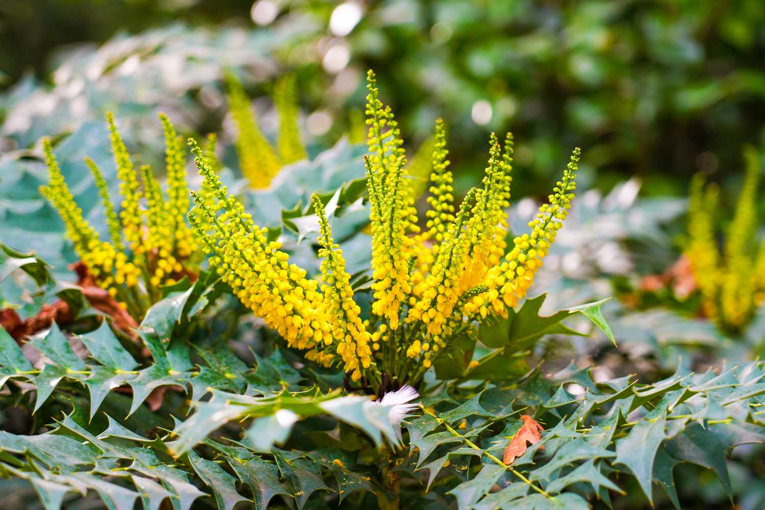 What Evergreen Shrubs Grow In Shade