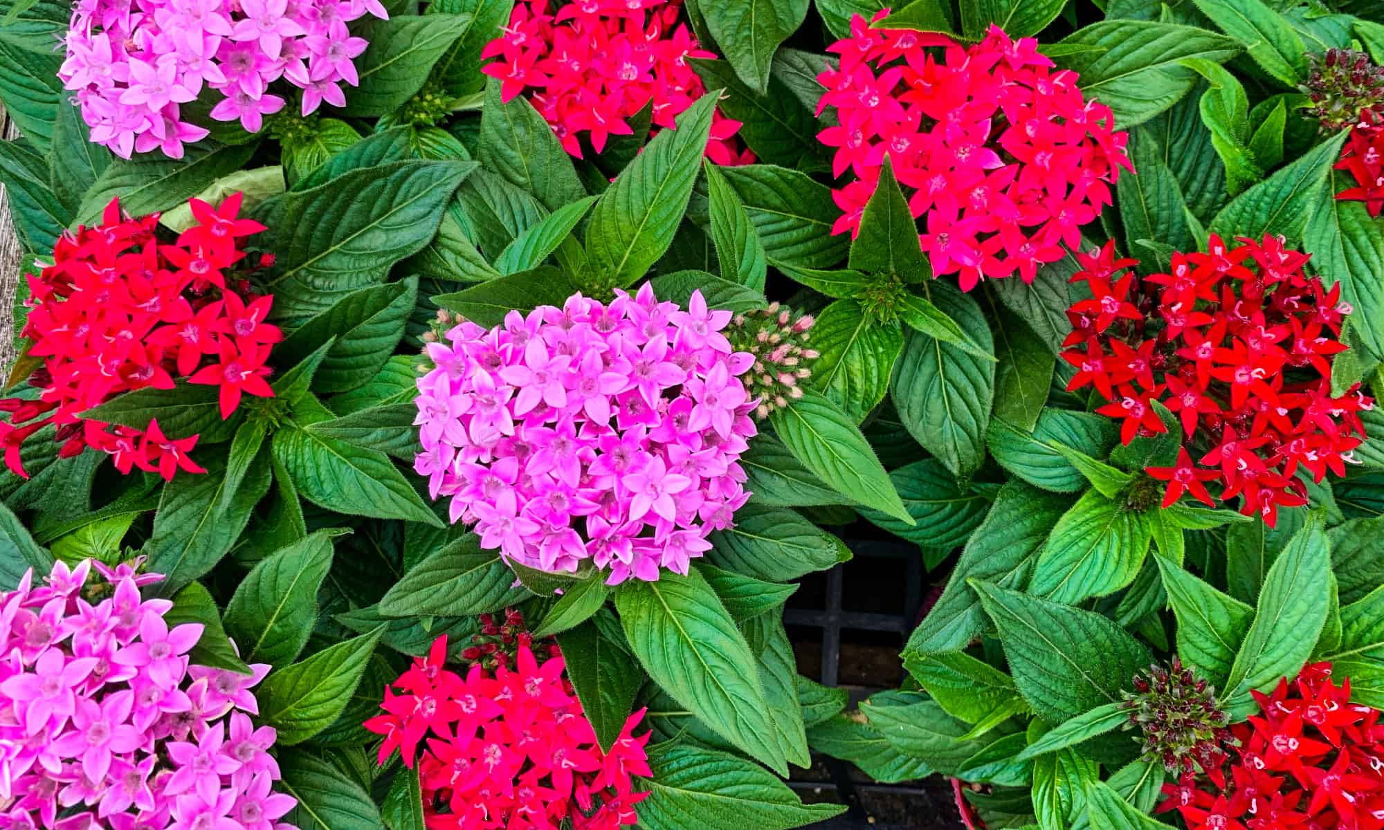 What Flowers Or Flowering Shrubs Grow In The Shade In Fl