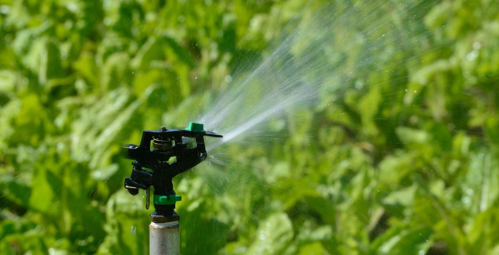 What Is Subsurface Irrigation