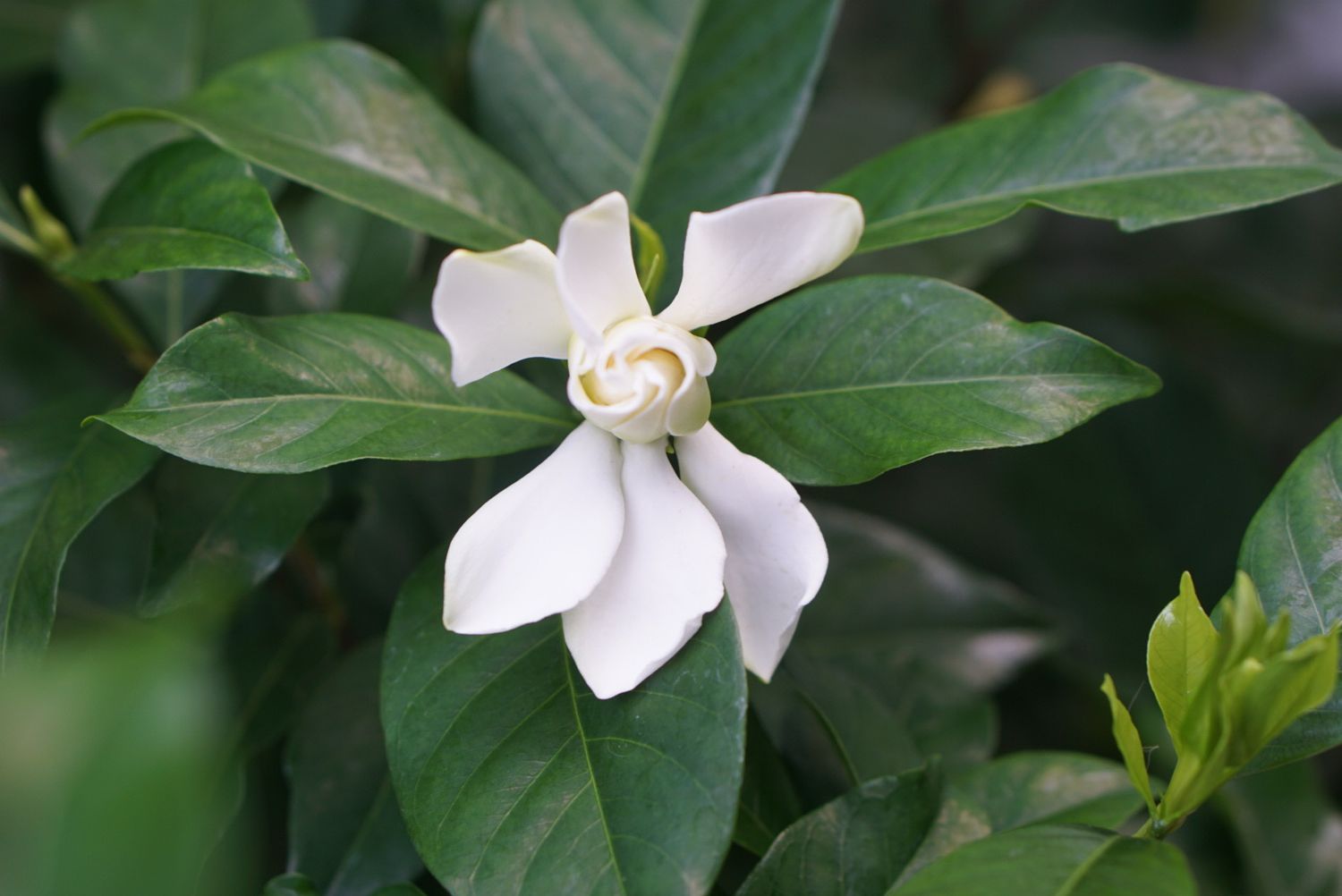 What Jasmine Has A Strong Fragrance And Grows Into Tall Shrubs