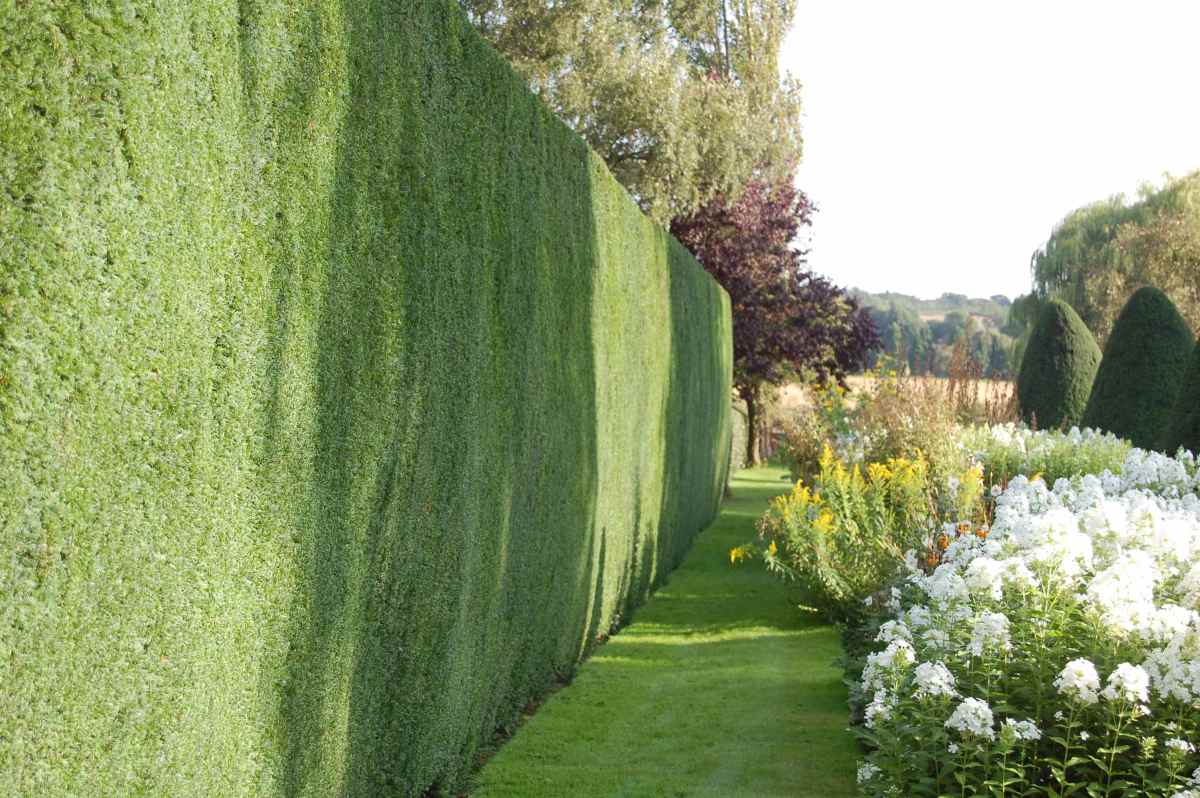What Shrubs Are Good For Privacy