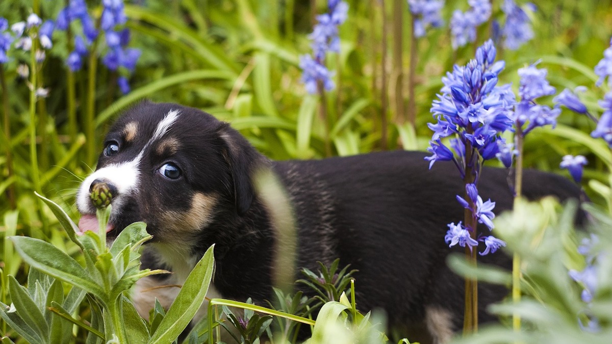 What Shrubs Are Safe For Dogs