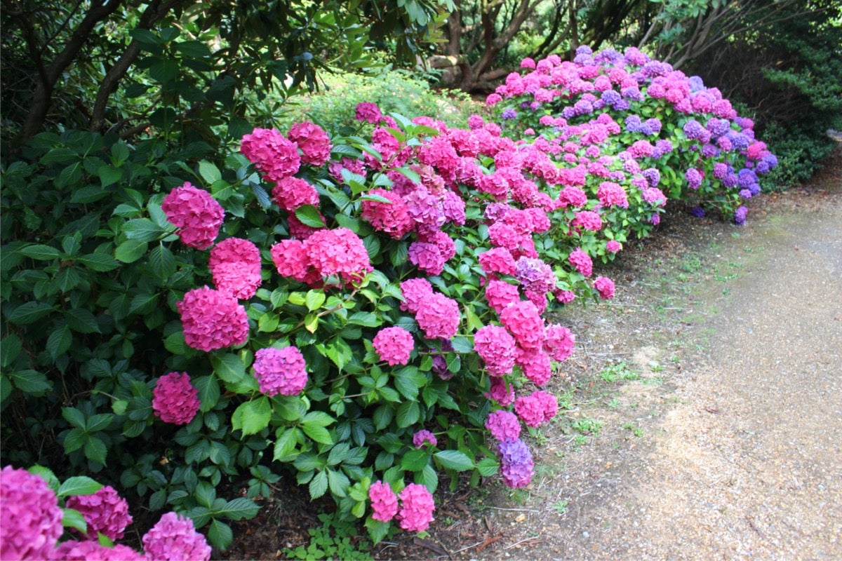 What Shrubs Grow Best In Shade