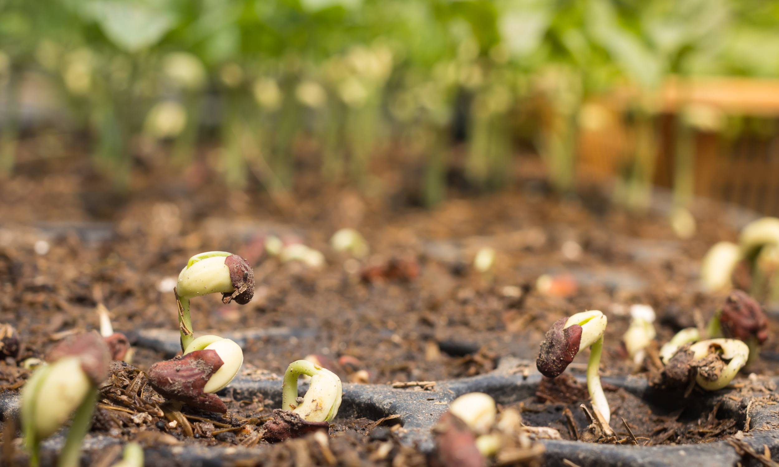 What To Do If Seeds Don’t Germinate