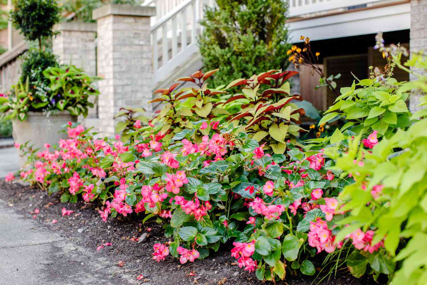 What To Plant Under Shrubs