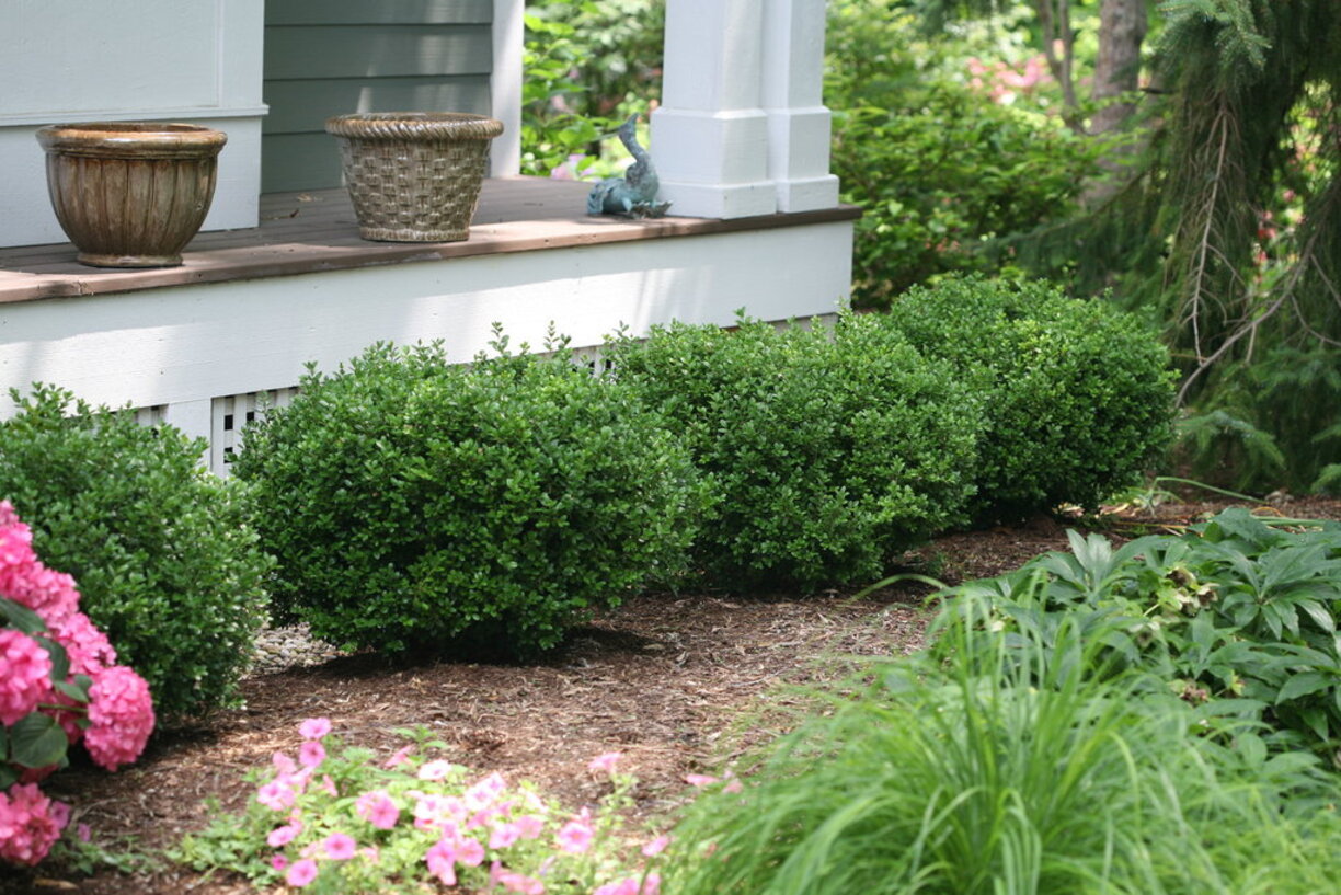 What To Plant With Boxwood Shrubs