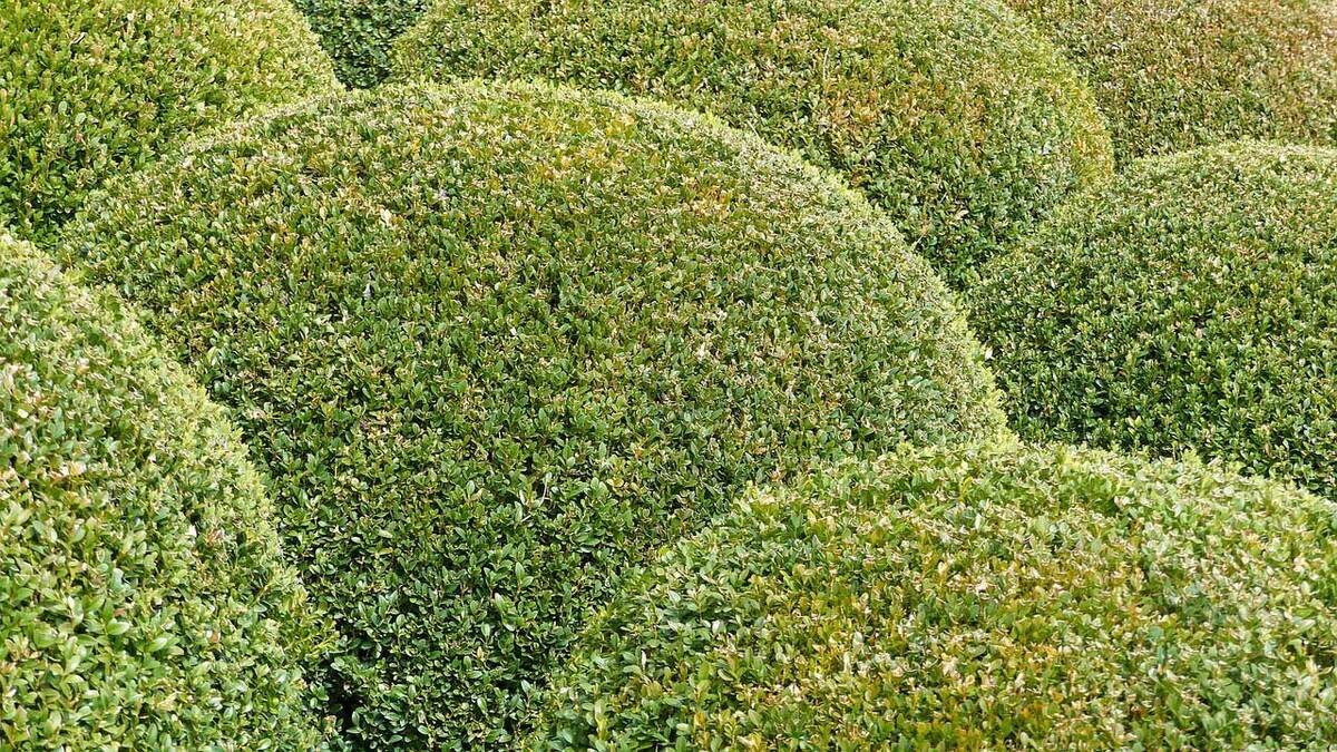 What Type Of Fertilizer For Boxwood Shrubs