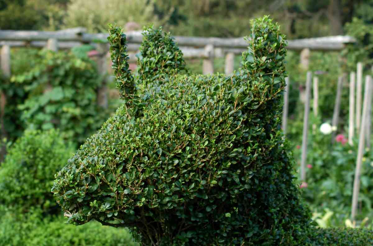 What Type Of Shrubs Can Be Topiary