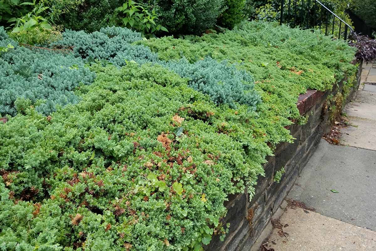 When Can You Plant Evergreen Shrubs In Ohio