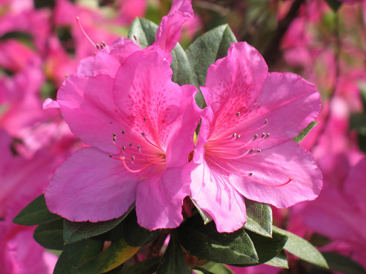 When Is A Good Time To Plant Shrubs In N.C.