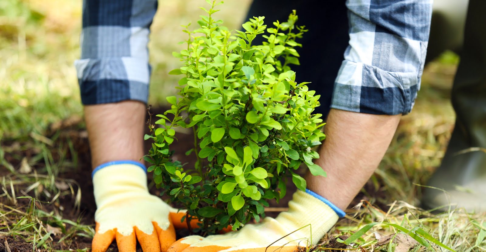 When Is The Best Time To Plant Shrubs
