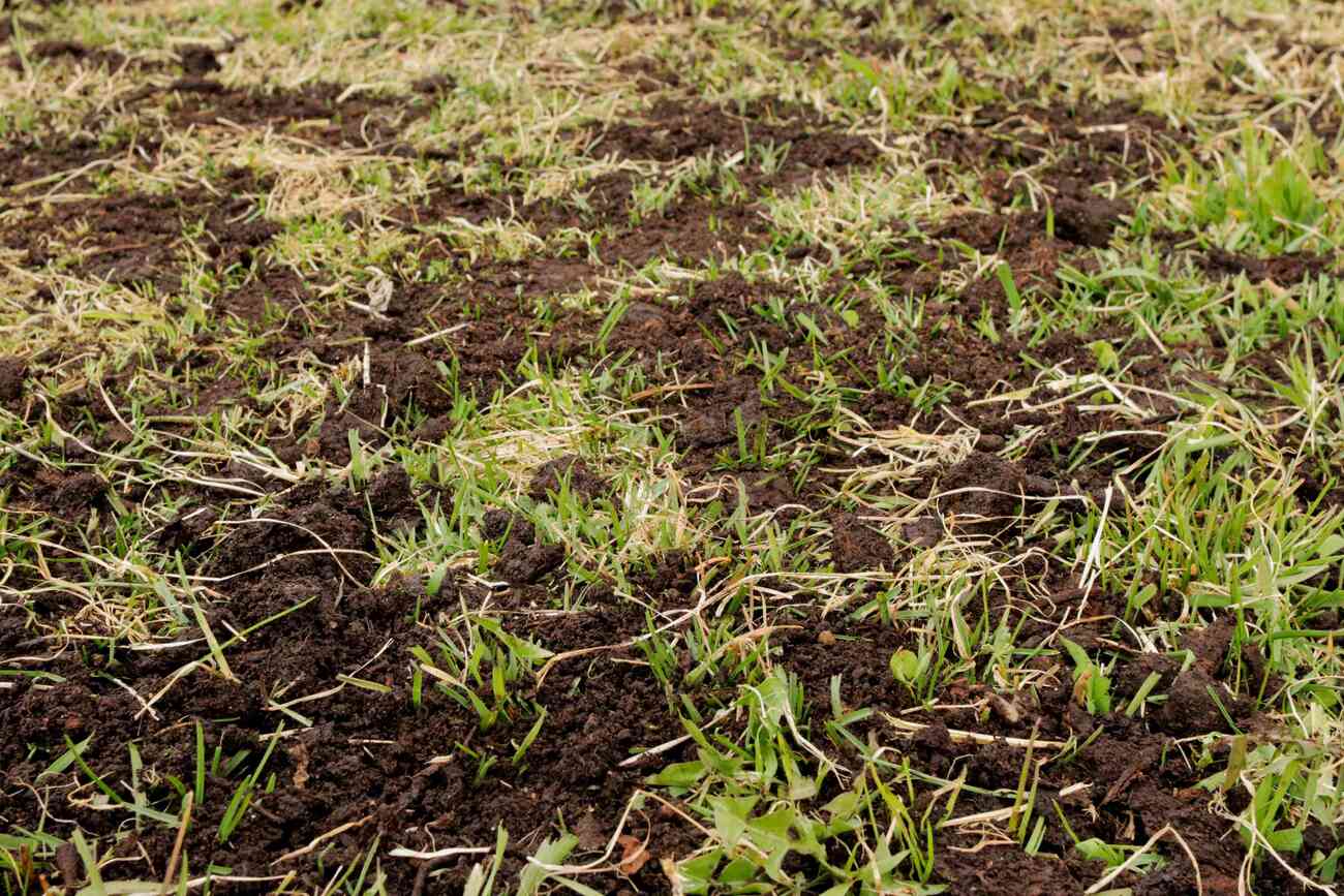 When To Apply Topsoil To Your Lawn