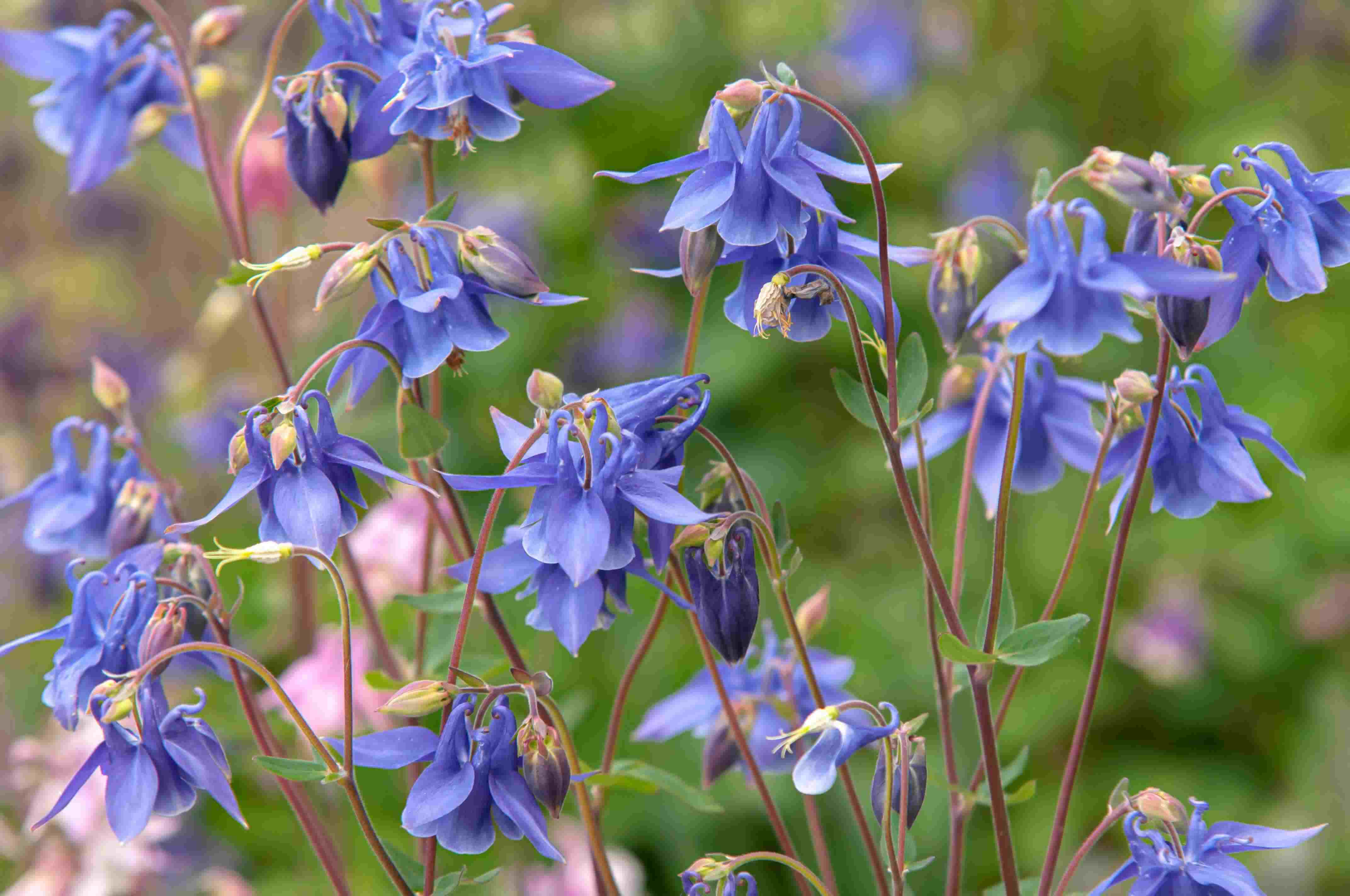 When To Plant Columbine Seeds