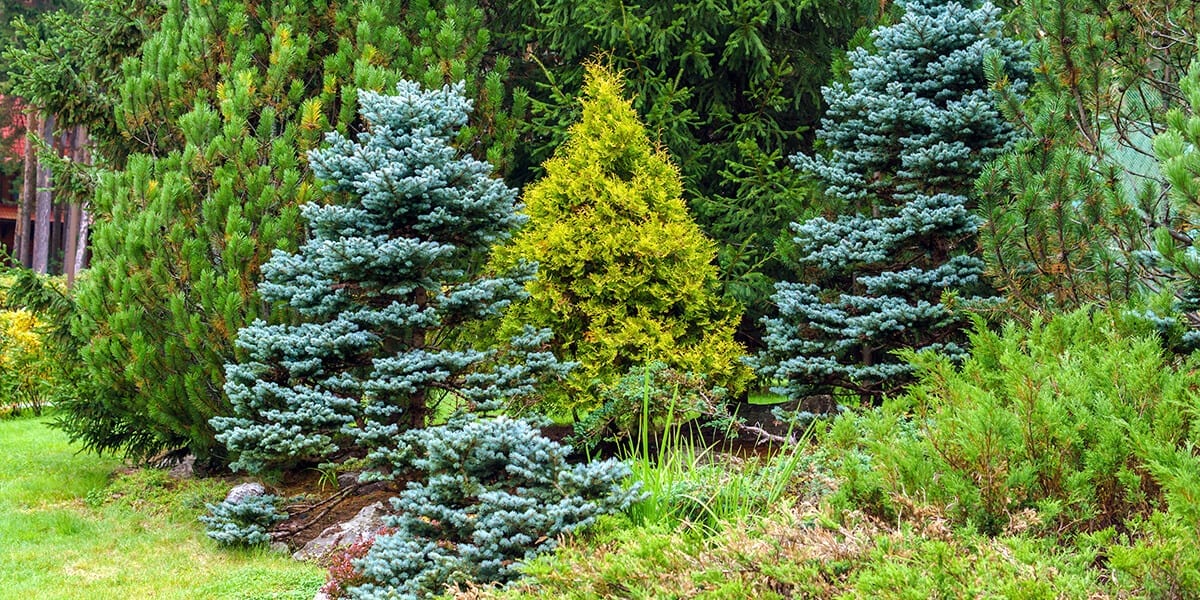 When To Plant Evergreen Shrubs