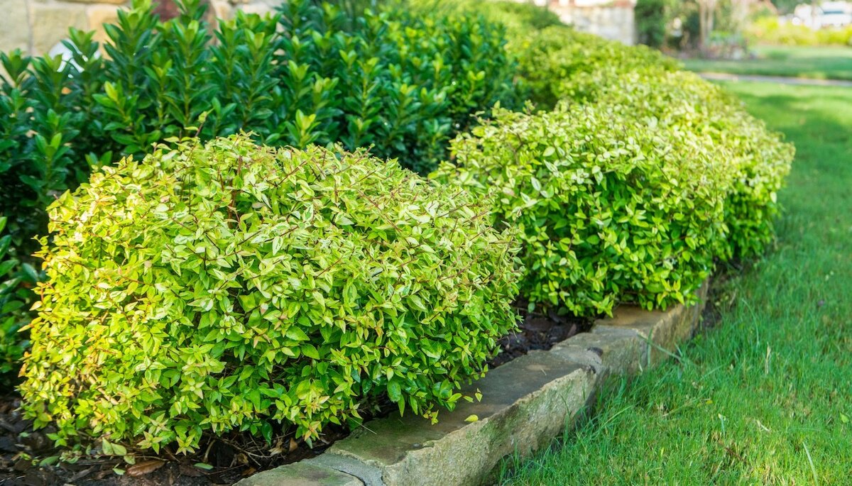When To Plant Shrubs In Texas