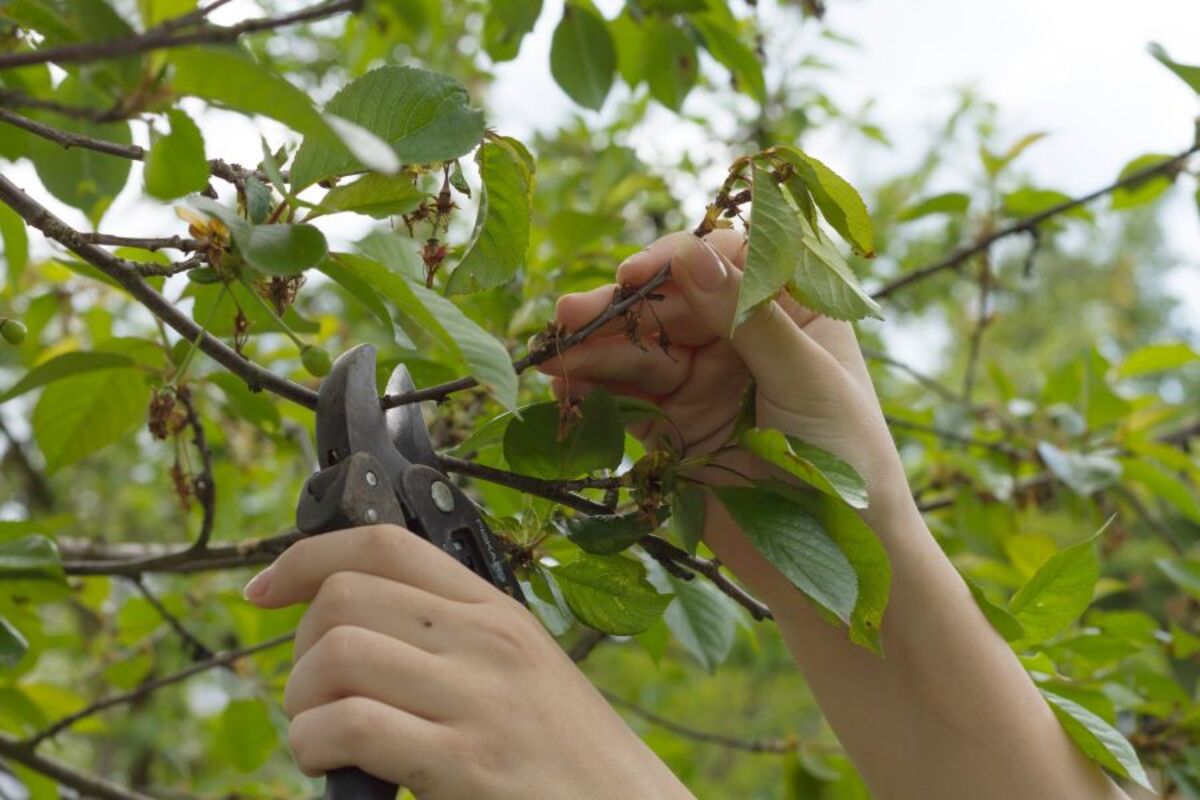 When To Prune Cherry Trees