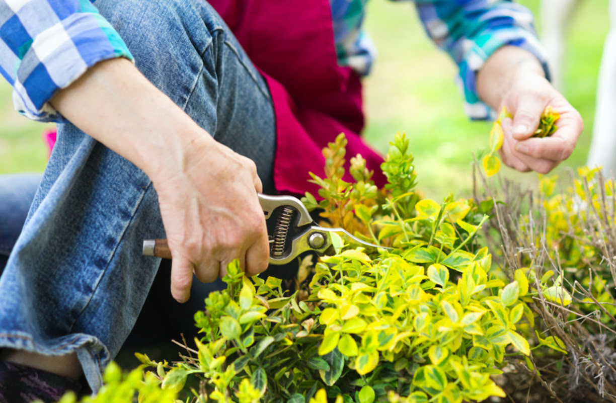 When To Trim Shrubs In Fall