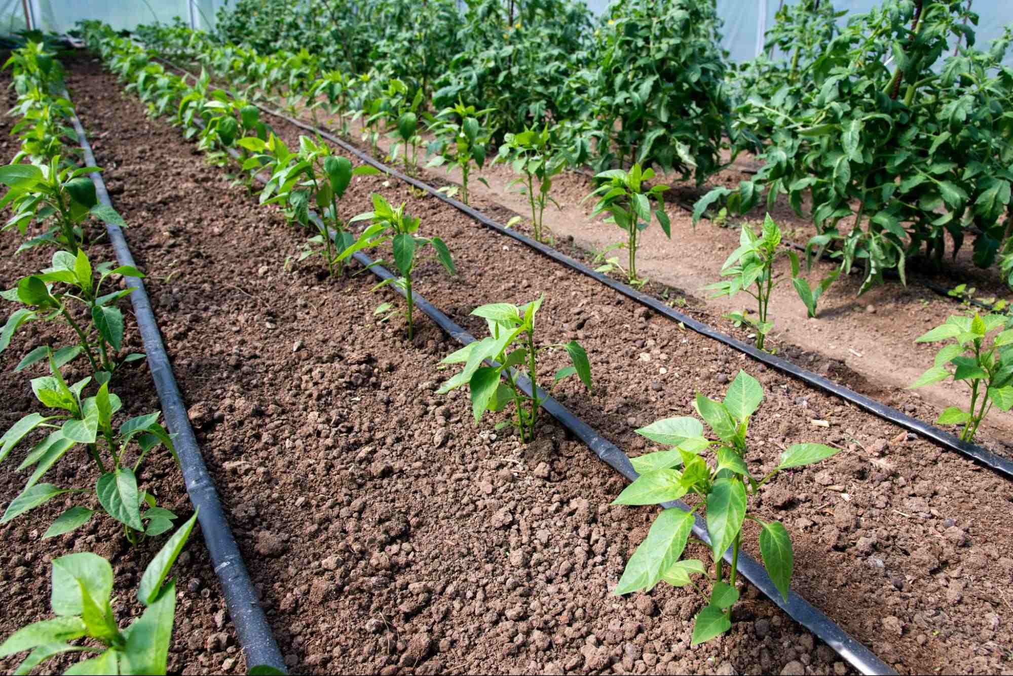 Which Is Better: Hydroponics Or Soil?