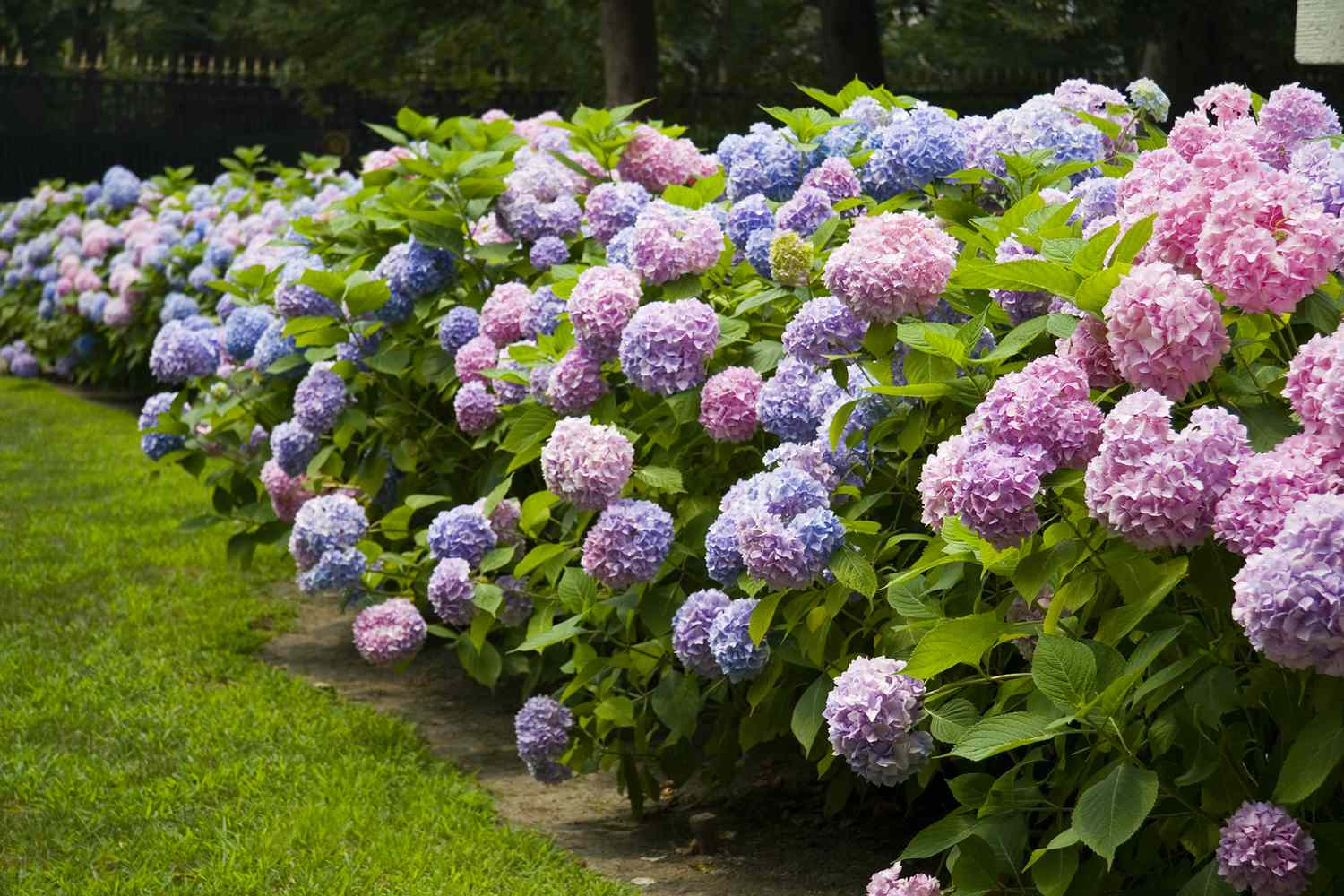 Which Shrubs Should I Plant