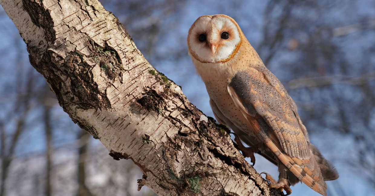 Why Are Farmers And Scientists Choosing To Use Owls Instead Of Pesticides?