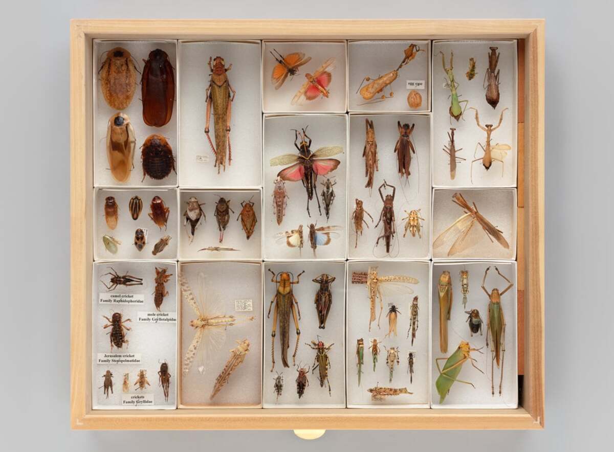 10 Amazing Insect Display Cases For 2024