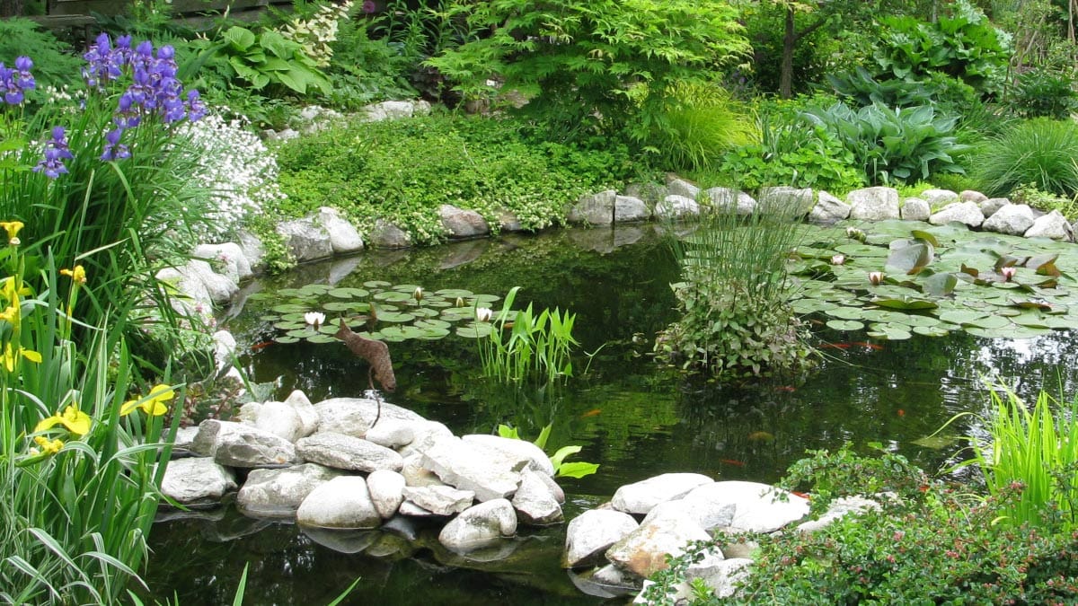 11 Amazing Backyard Pond for 2024