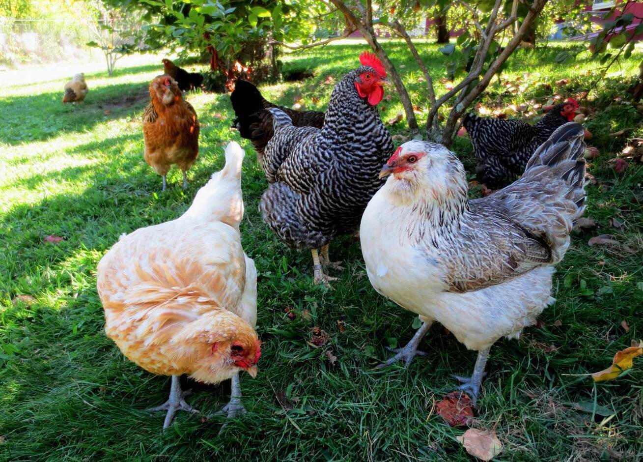 14 Amazing Backyard Chickens for 2024
