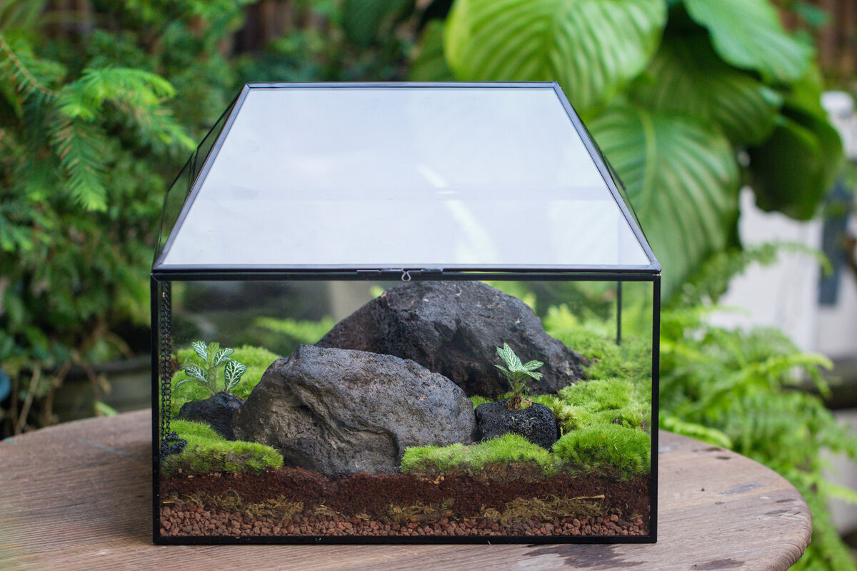 15 Unbelievable Insect Terrariums For 2024
