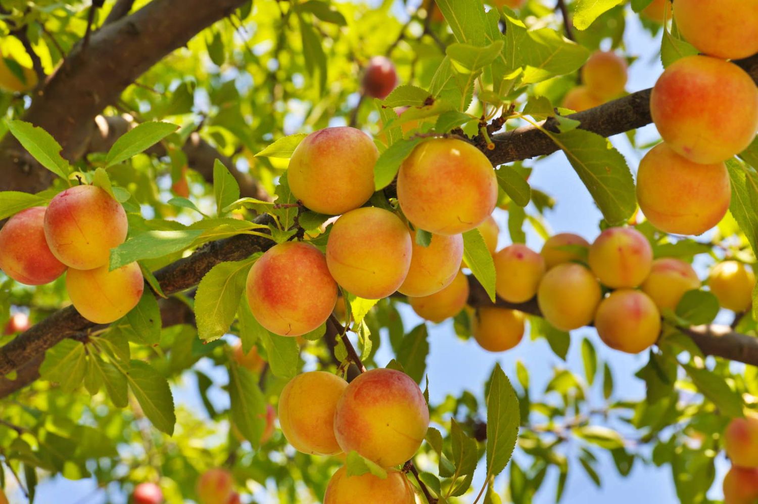 How And When To Prune Peach Trees