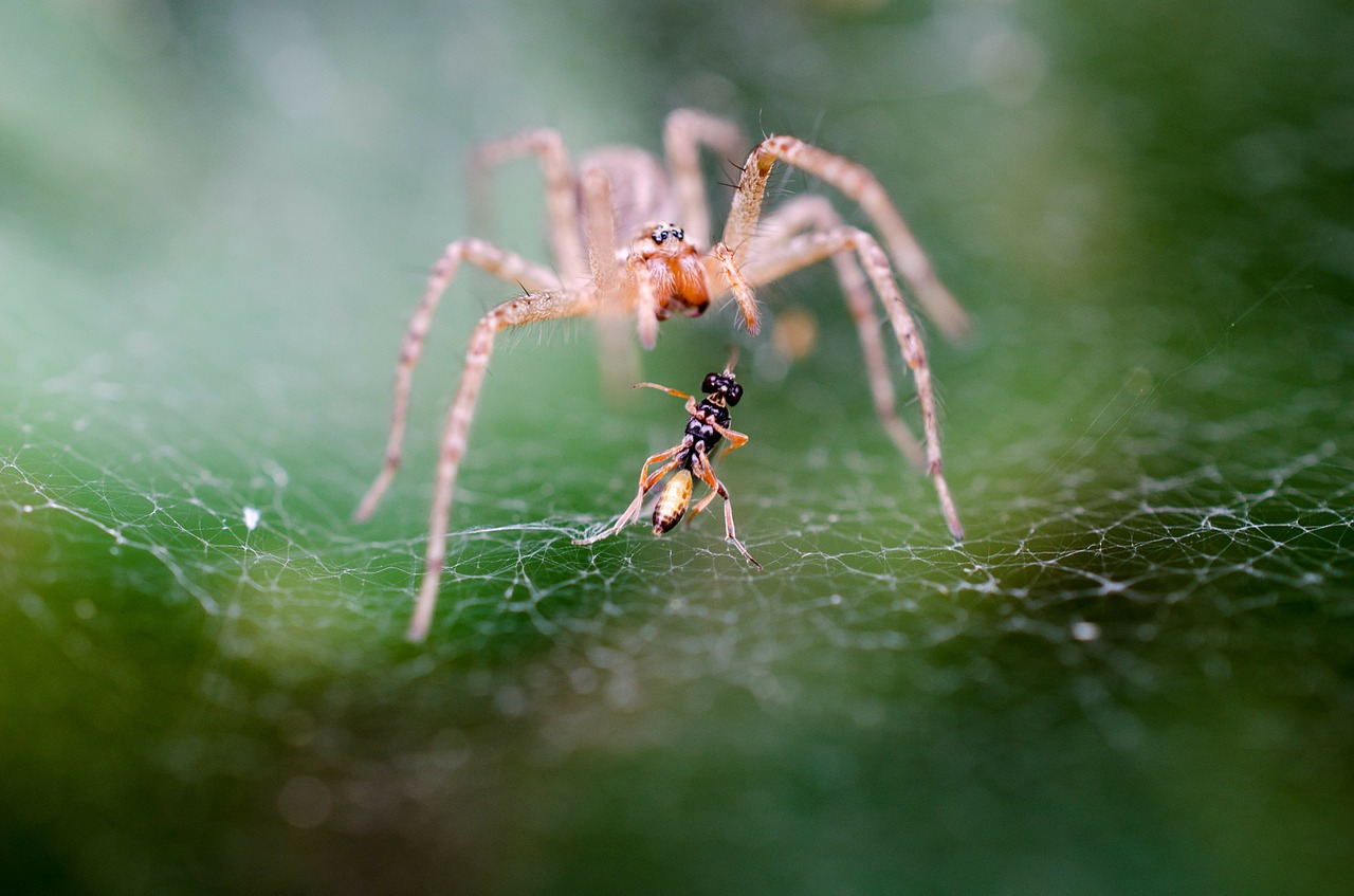 How Are Spiders And Insects Different?