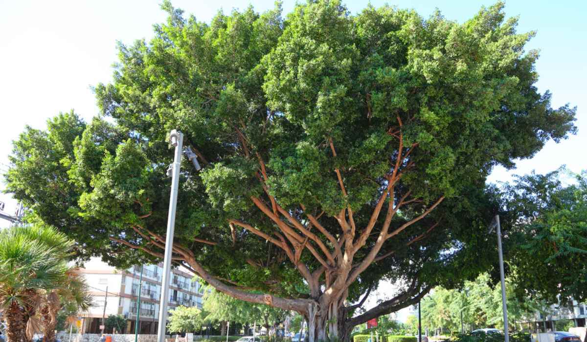 How Big Do Ficus Trees Get