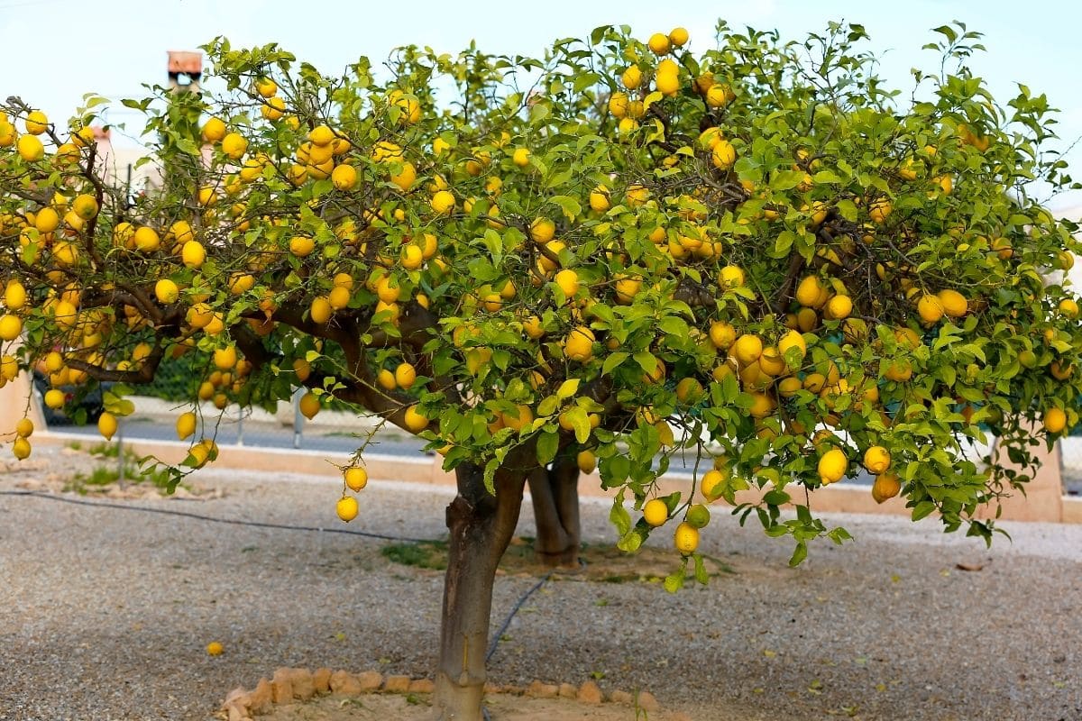 How Big Do Lemon Trees Grow