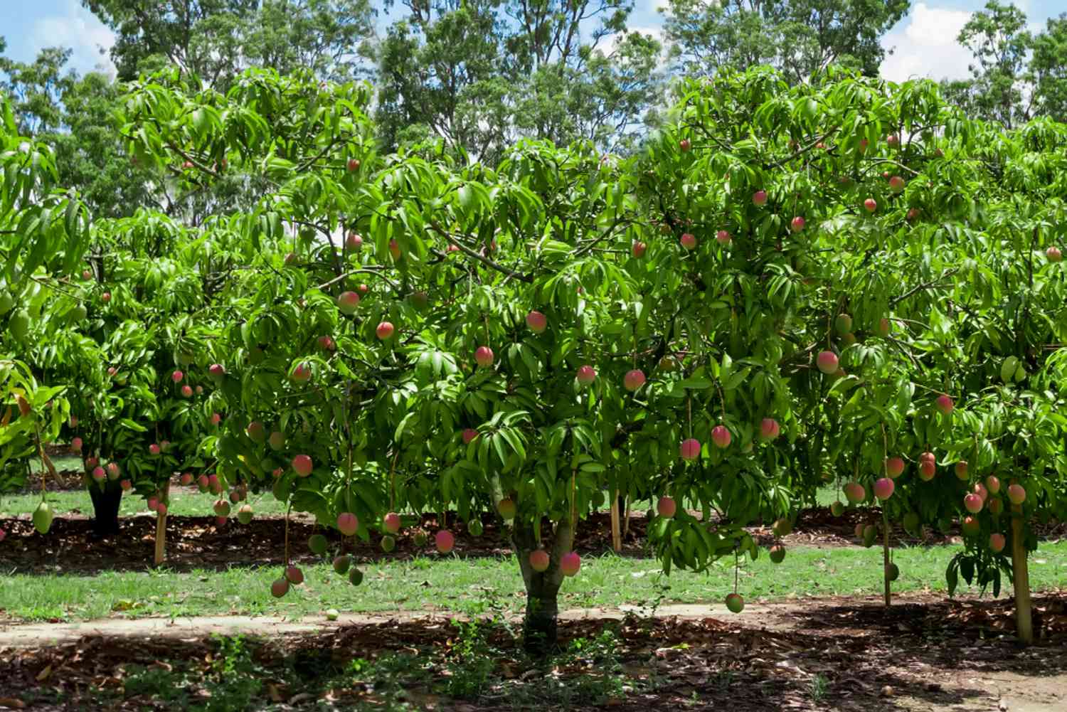 How Big Do Mango Trees Get