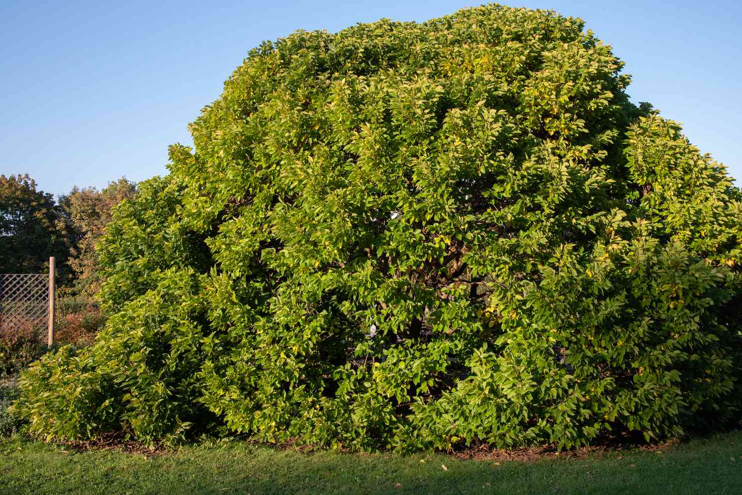 How Big Do Mulberry Trees Get