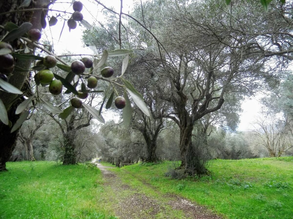 How Big Do Olive Trees Grow