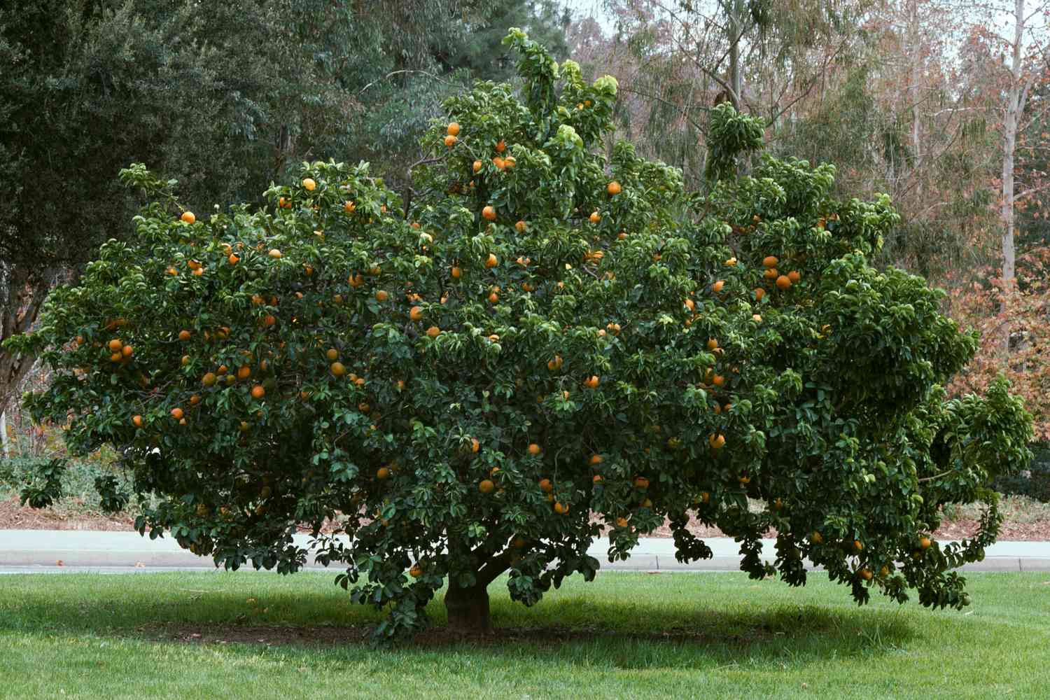 How Big Do Orange Trees Get