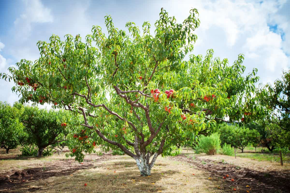 How Big Do Peach Trees Get