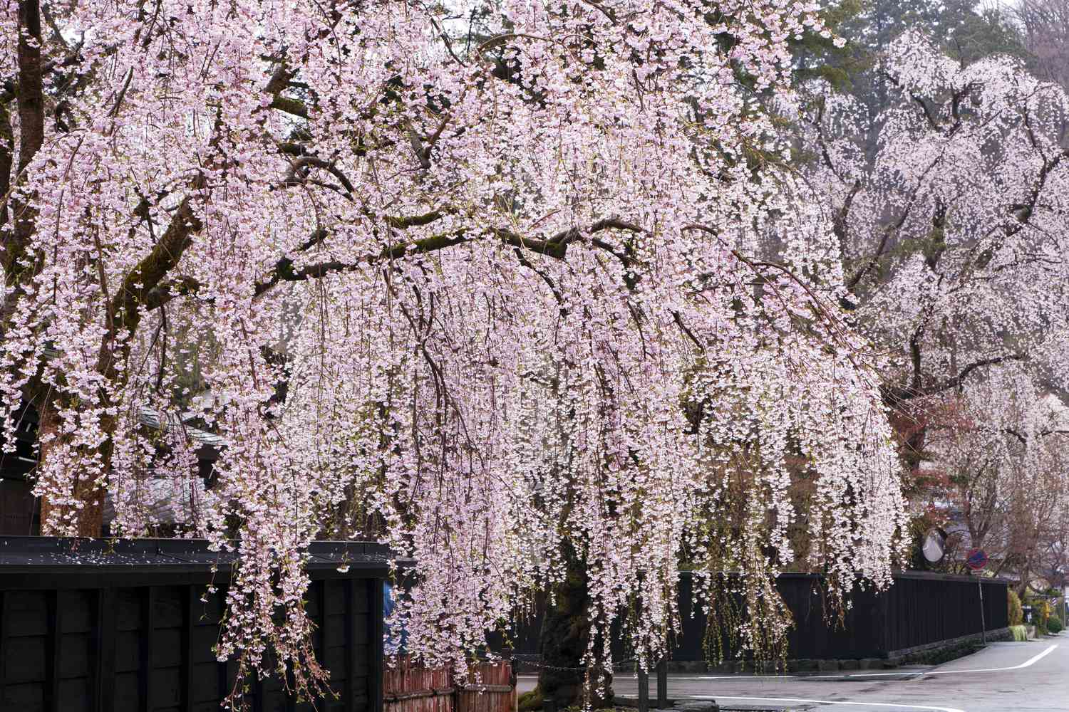 How Big Do Weeping Cherry Trees Get