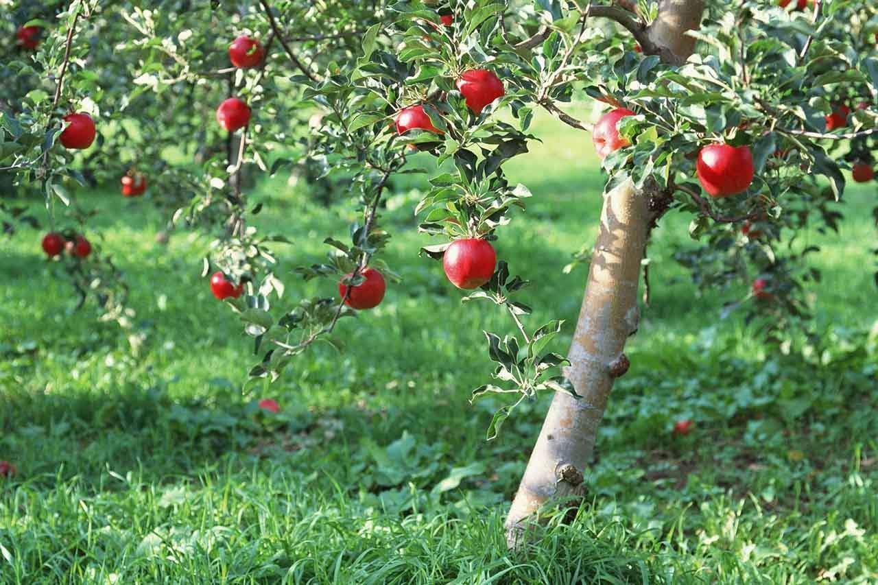 How Do Apple Trees Grow