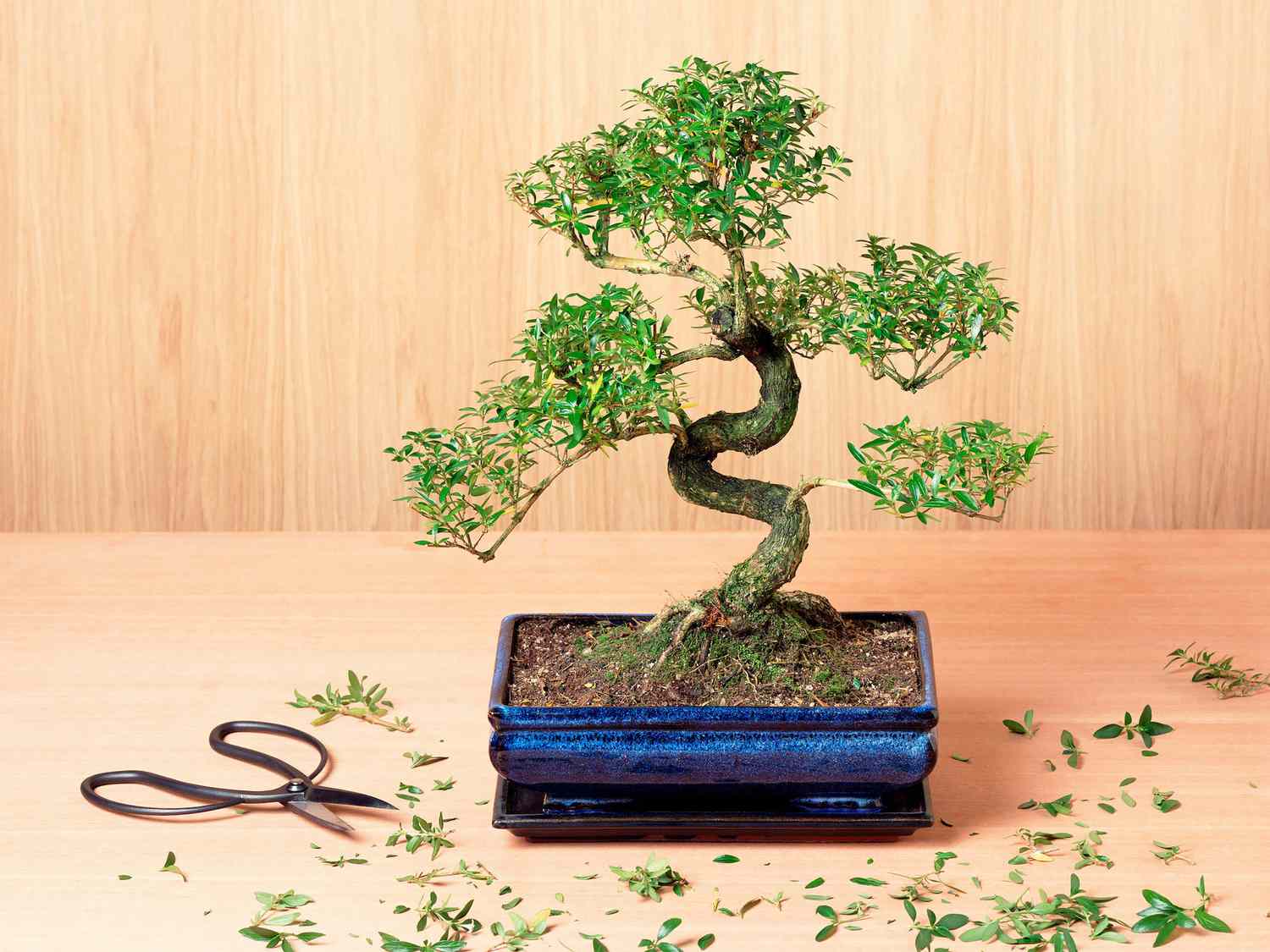 How Do Bonsai Trees Work