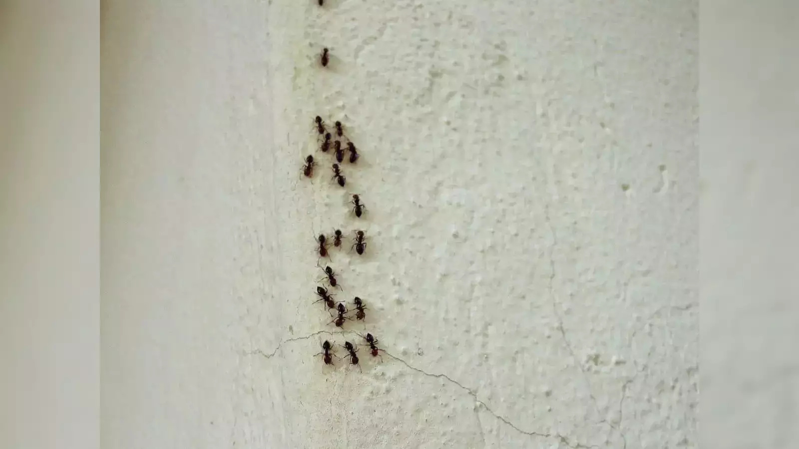 How Do Insects Walk On Walls