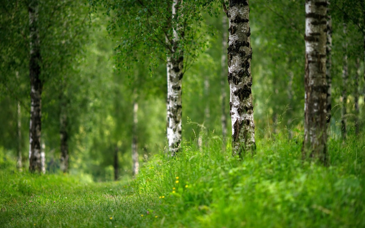 How Do Trees Act As Carbon Sinks?