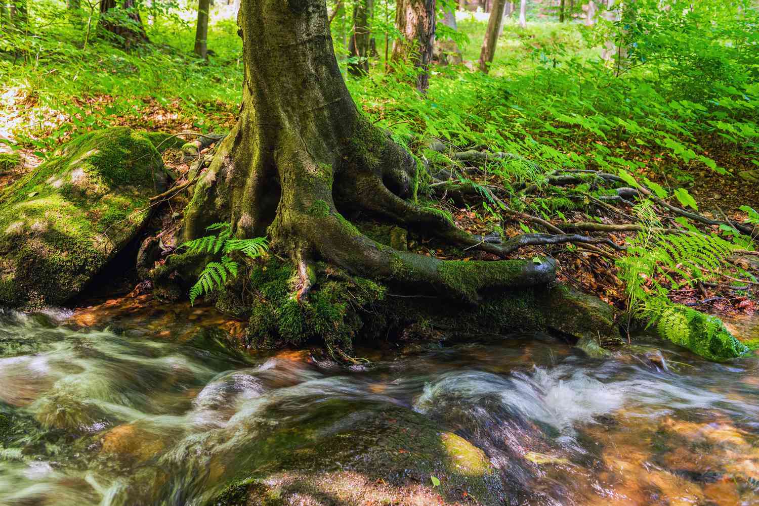 How Do Trees Improve Water Quality