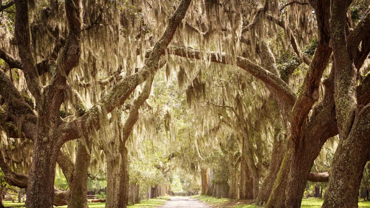 How Does Spanish Moss Grow On Trees