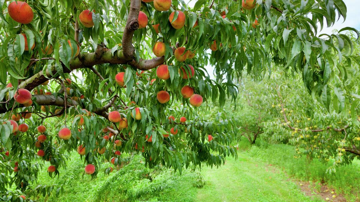 How Far Apart To Plant Peach Trees