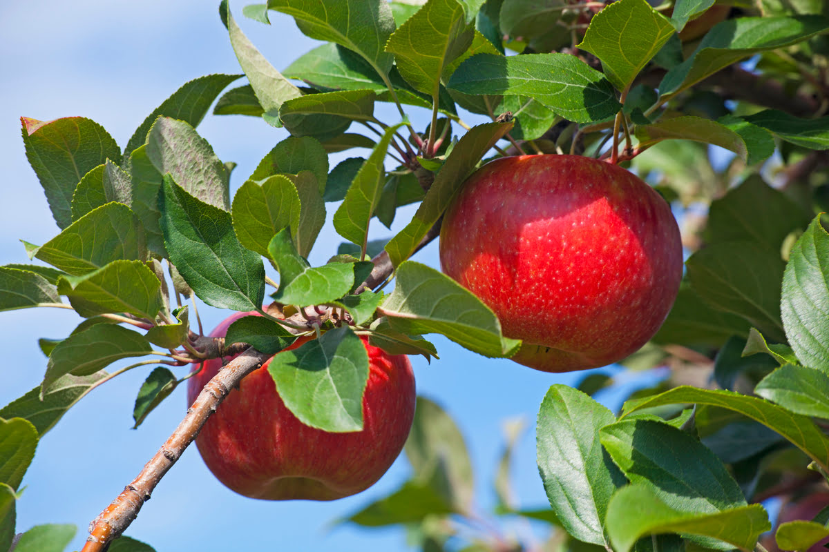 How Fast Do Honeycrisp Apple Trees Grow