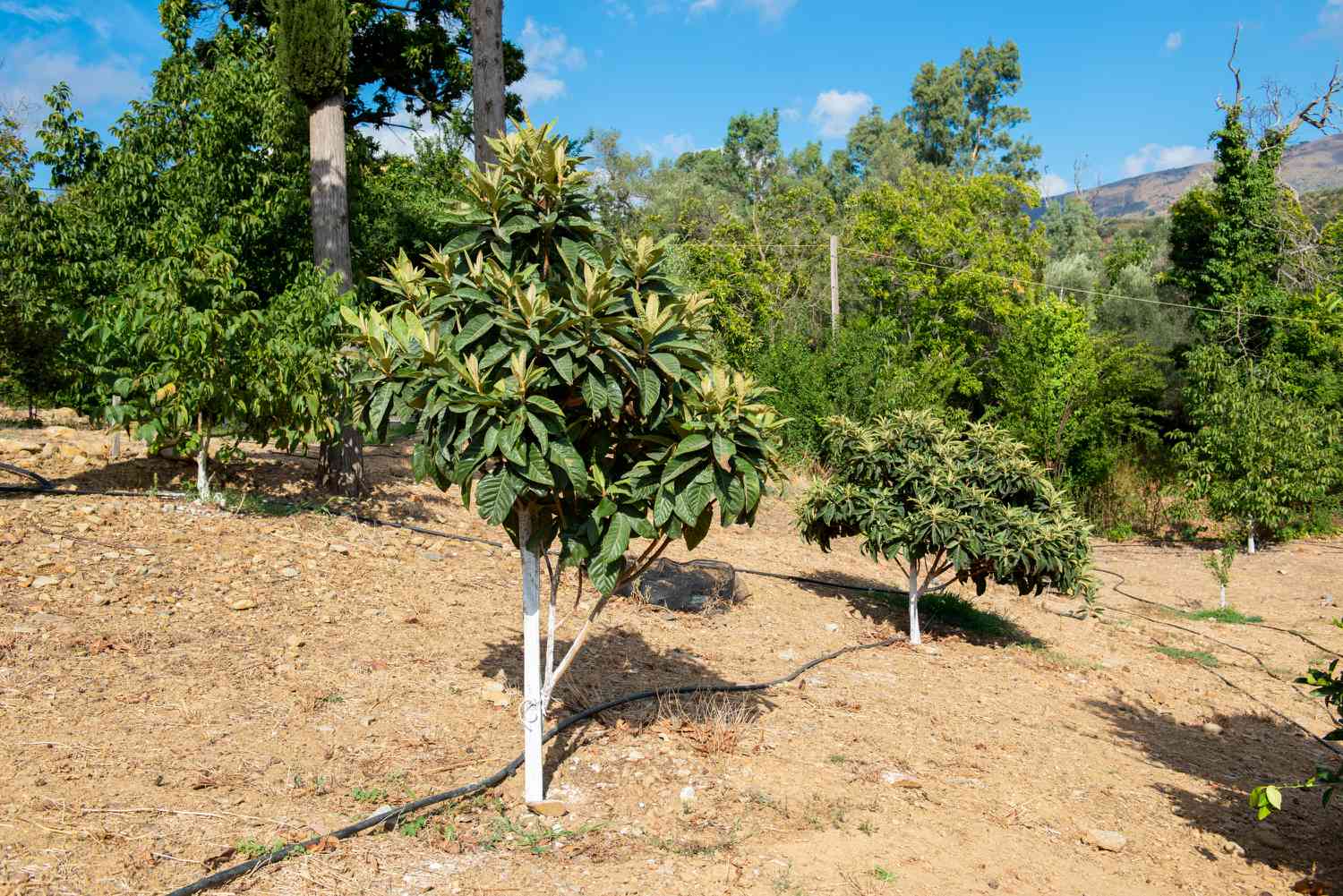 How Fast Do Loquat Trees Grow