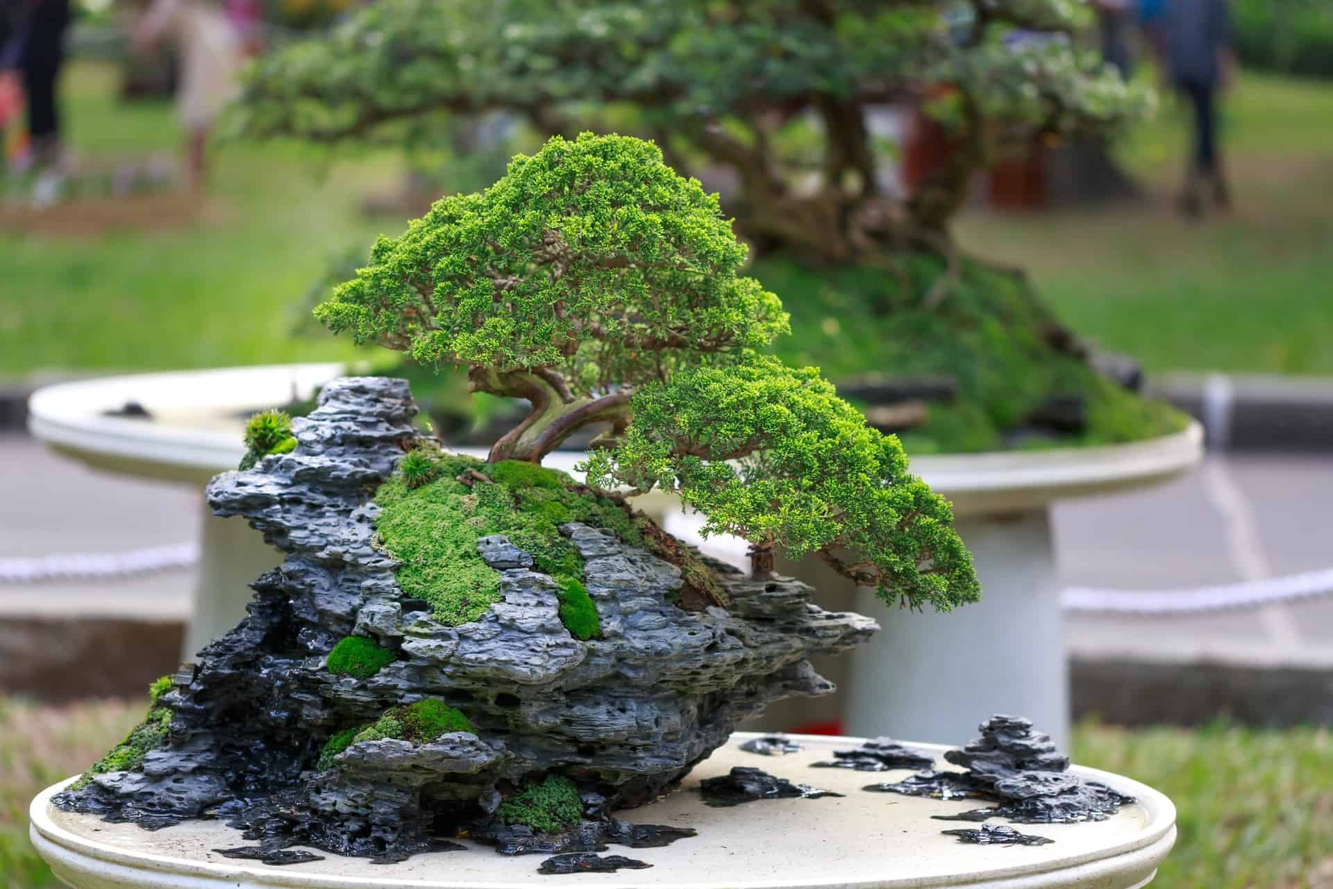 How Long Does It Take Bonsai Trees To Grow